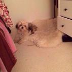 5c8b24012400004205a43219