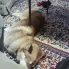 5c8b24022000004504704012