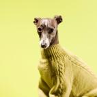 Son más altos de lo normal y son extremadamente delgados. Casi no tienen grasa, de ahí que sean altamente sensibles al frío.