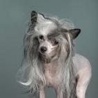 Es un perro un tanto particular que se caracteriza por no tener pelo y ser de pequeño tamaño. La falta de abrigo natural hace que pasen frío al llegar el invierno.