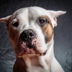 Su pelaje corto lo hace vulnerable a las bajas temperaturas. Por eso, si se queda solo en casa, es recomendable vigilar que no haga mucho frío en el interior.