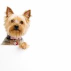 Son perros frioleros porque, a pesar de su pelo largo, &eacute;ste es fino y protege menos. A esto hay que sumarle su reducido tama&ntilde;o, que implica que durante los meses de invierno haya que ofrecerles unos cuidados b&aacute;sicos con...