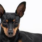 El pelaje corto y la delgadez hace que sean propensos a padecer las consecuencias del frío.