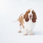 No sólo es una raza friolera. Los basset hound son de los que además llegan a temblar cuando bajan las temperaturas.