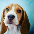 El truco para saber si este perro tiene o no frío es fijarse en su nariz. Si está más seca de lo habitual, no está soportando bien las bajas temperaturas. La sequedad de la piel, en general, es un indicador de que los perros tienen frío.
