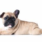 Son perros de pelo escaso y corto y de ahí que suelan tener más frío. Su problema principal es que las afecciones respiratorias suelen afectarles especialmente.