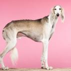 Su musculatura y agilidad son las causantes de que estos perros no tengan la estructura necesaria para tolerar bien el frío.