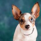 Su reducido tamaño la convierte en una de las razas más sensibles al frío. A pesar de su cuerpo alargado y atlético, no suele pasar de los 11 kilos.