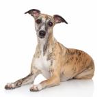 Muy parecidos a los galgos, son de tamaño mediano y bastante delgados. No tener grasa corporal les hace sensibles al frío.