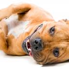 Son bastante musculosos, pero tienen el pelo corto, lo que les hace sentir m&aacute;s el fr&iacute;o. Tambi&eacute;n son propensos a afecciones cut&aacute;neas, que pueden empeorar cuando se exponen al fr&iacute;o.