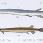 Una de las más temibles historias viajeras de terror tiene como protagonista al candirú (Vandellia cirrhosa), también llamado pez vampiro por alimentarse de la sangre de otros peces. De este habitante de la cuenca del Amazonas se cuenta que, ...