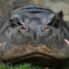 Todo el que ha viajado al sur del Sáhara ha escuchado esta afirmación, que aparece en innumerables listas de internet y en cualquier artículo periodístico en el que venga a cuento mencionarlo. Lo que varía son las cifras aportadas: desde 10...