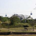 Una mezcla de zoológico y parque de atracciones. Así se define el Busch Gardens, donde mientras subes la cuesta de una montaña rusa, puedes ver rinocerontes y jirafas pastando. Además, se pueden hacer safaris, alimentar animales con tus prop...