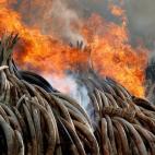 Kenia declaró la guerra a los cazadores furtivos con la quema de 105 toneladas de marfil.