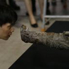 La cría de mamut lanudo de 10 años fue encontrada en 2010 en el hielo de Siberia, perfectamente conservada.