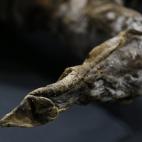 También conserva la trompa casi entera.