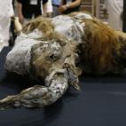 Los científicos creen que murió tras romperse la pata y ser asaltada por humanos primitivos.