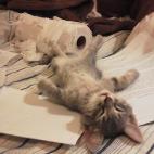 5c8aa091230000dd04235eb9