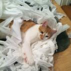 5c8aa0922500000d04c94f31