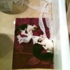 5c8aa0932500000d04c94f34