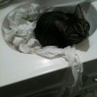 5c8aa09324000093024c1e79