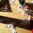 5c8aa0952300005300e6d667