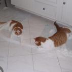 5c8aa0952000009e046f6ae8