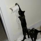 5c8aa0962300007f01235ec6