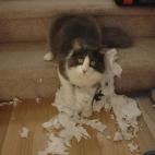 5c8aa0962400000a05a359cc