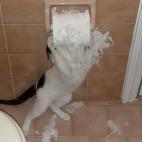 5c8aa0972300005300e6d66e