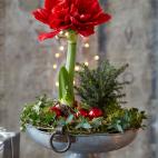 Necesita luz y mantener la tierra h&uacute;meda, pero no ahogada.