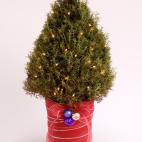 Necesita mucha luz y mantenerse h&uacute;medo constantemente.