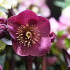 Necesita muy poca luz y un riego regular.