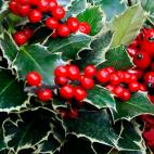 Necesita riego constante y no estar directamente expuesto a la luz.