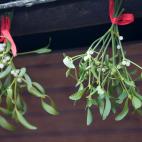 Debe regarse al menos dos veces por semana y mantenerse en la sombra.