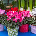 No soportan bien el calor.