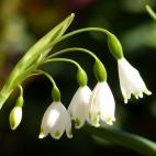 Es importante que se mantenga en una zona de semisombra, nunca directamente hacia el sol.