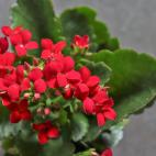 Es muy resistente y necesita mucha luz para crecer.