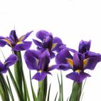 Necesita luz pero no estar expuesta directamente al sol de forma prolongada.