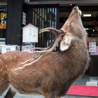 5c8b242e200000430470406d