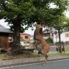 5c8b242e2000004304704070