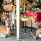 5c8b242f2400004205a4327f