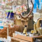 5c8b24312300007f01243803