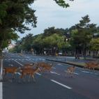 A los ciervos les gusta la acción colectiva.