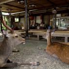 5c8b24333b000072066d1420