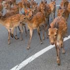 5c8b24343b000072066d142a