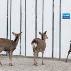 Les da igual que el paso esté prohibido; ellos entran al lugar aunque esté en construcción.