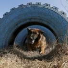 Girsa, un pastor alemán, entrena durante una prueba para el cuerpo policial en los suburbios de la ciudad siberiana Krasnoyarsk.
