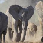 En la frontera entre Kenia y Tanzania se encuentra este Parque Nacional, uno de los más famosos del continente africano. En él, además de poder ver a los animales en su hábitat natural, se encuentra probablemente la mejor vista al monte Kili...