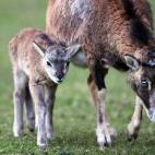 Un muflón y su cría comen hierva en Ravensburg, Alemania.